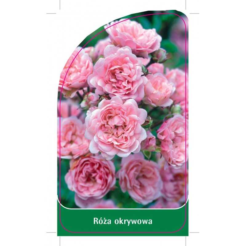 roza-okrywowa-293-standard1