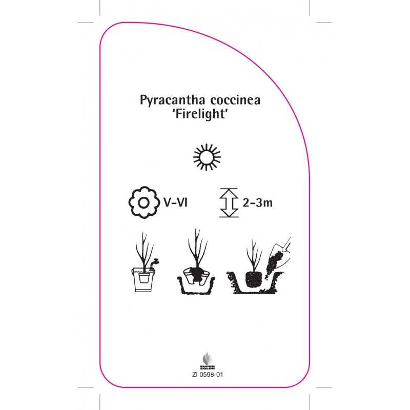 pyracantha-coccinea-firelight-0