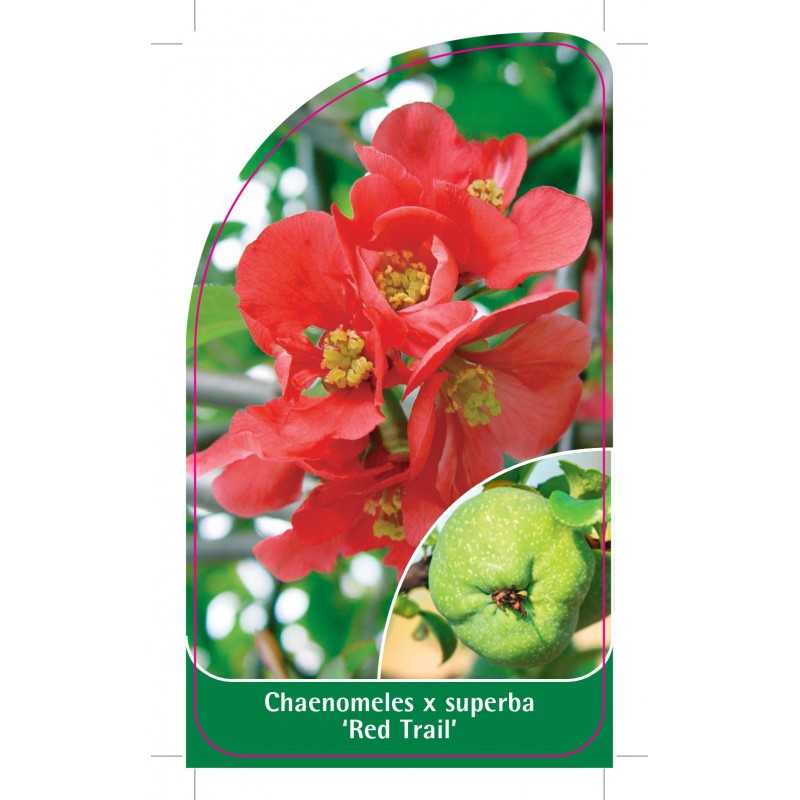 chaenomeles-x-superba-red-trail-1