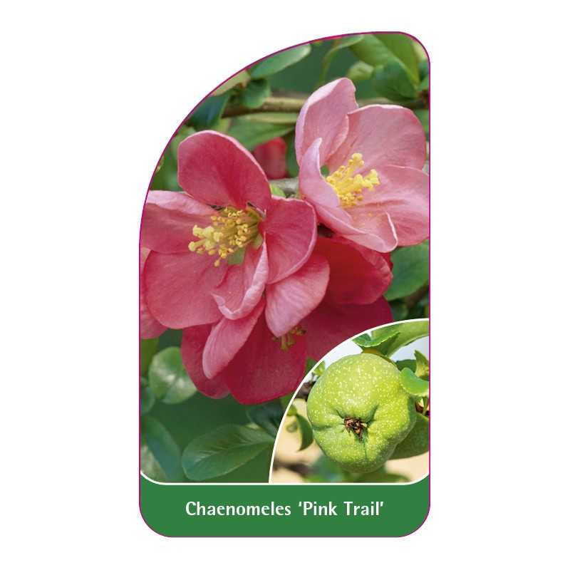 chaenomeles-pink-trail-1