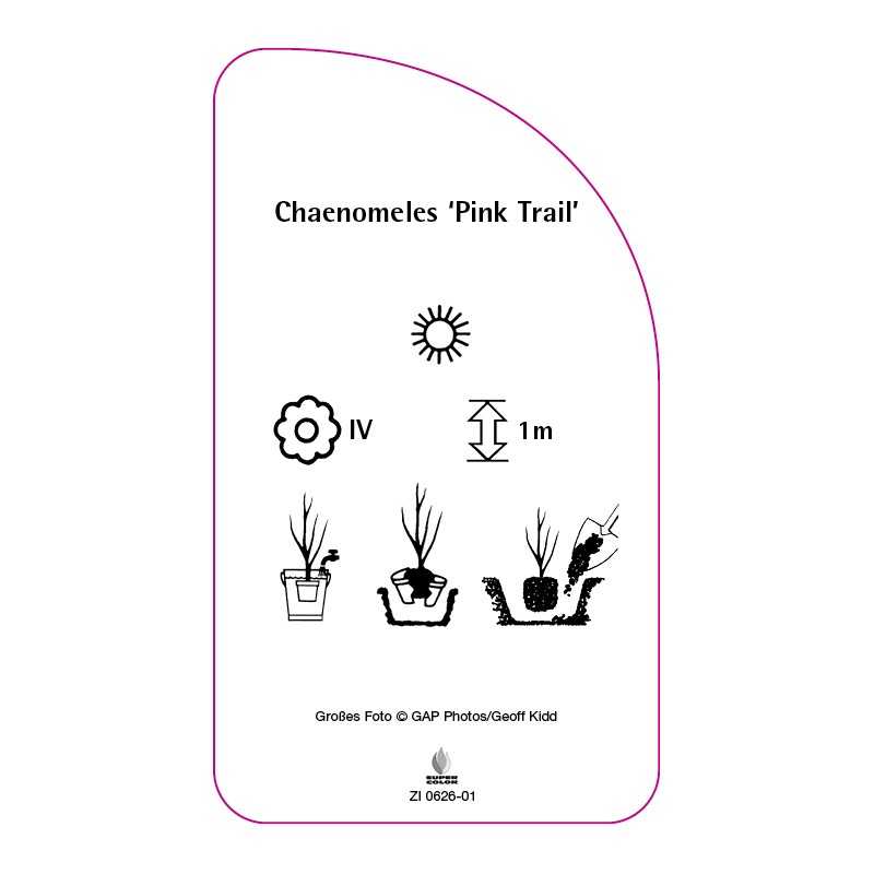 chaenomeles-pink-trail-0