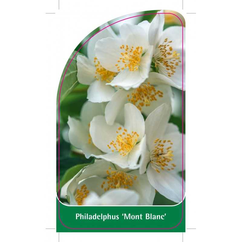philadelphus-mont-blanc-1