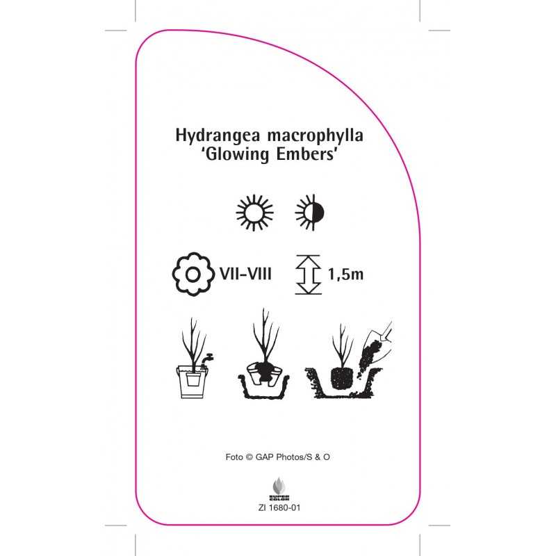 hydrangea-macrophylla-glowing-embers-0