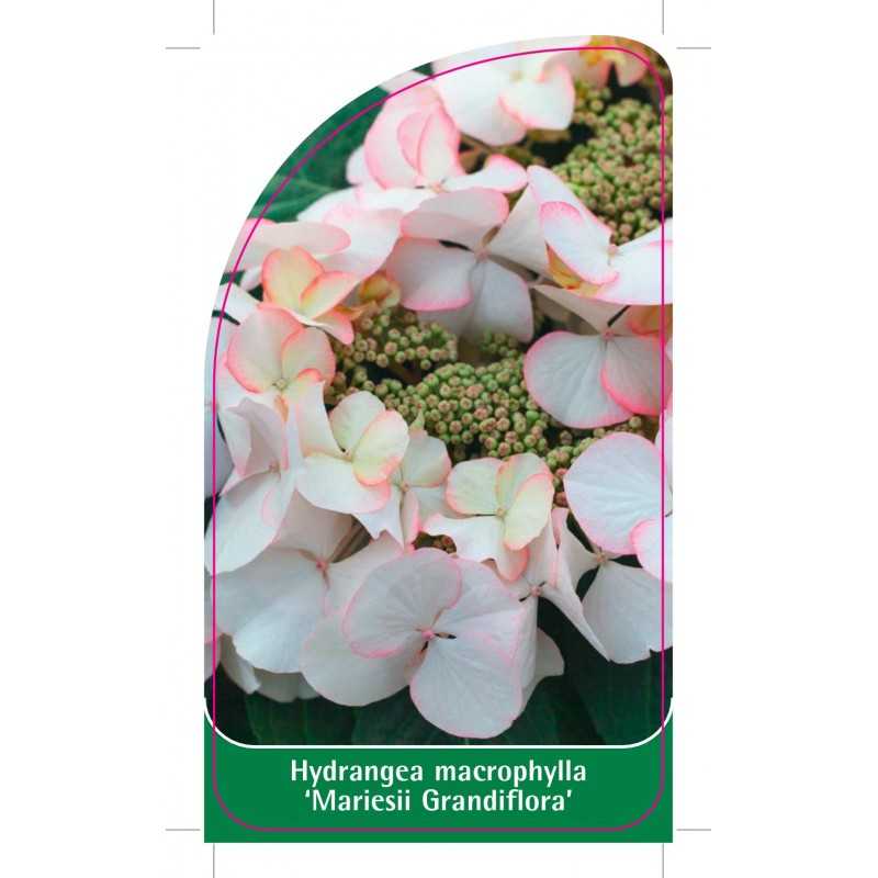 hydrangea-macrophylla-mariesii-grandiflora-1