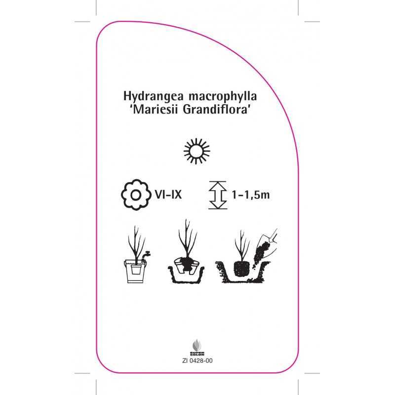 hydrangea-macrophylla-mariesii-grandiflora-0