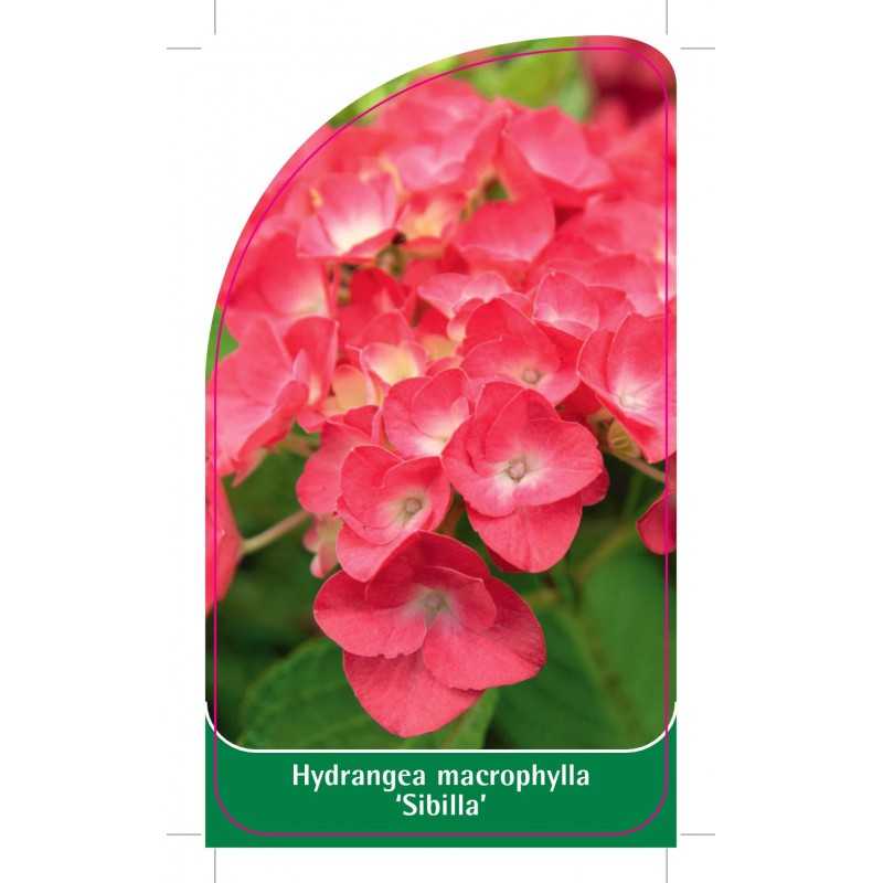 hydrangea-macrophylla-sibilla-1