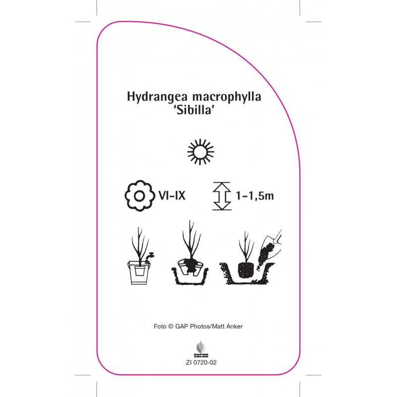 hydrangea-macrophylla-sibilla-0