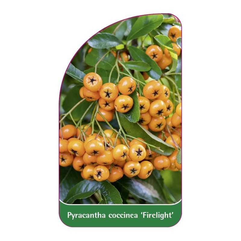pyracantha-coccinea-firelight-1