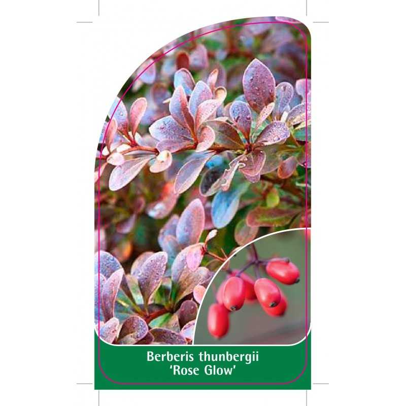 berberis-thunbergii-rose-glow-1