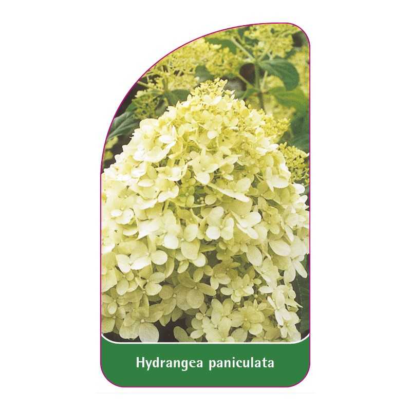 hydrangea-paniculata-b1