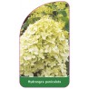 hydrangea-paniculata-b1