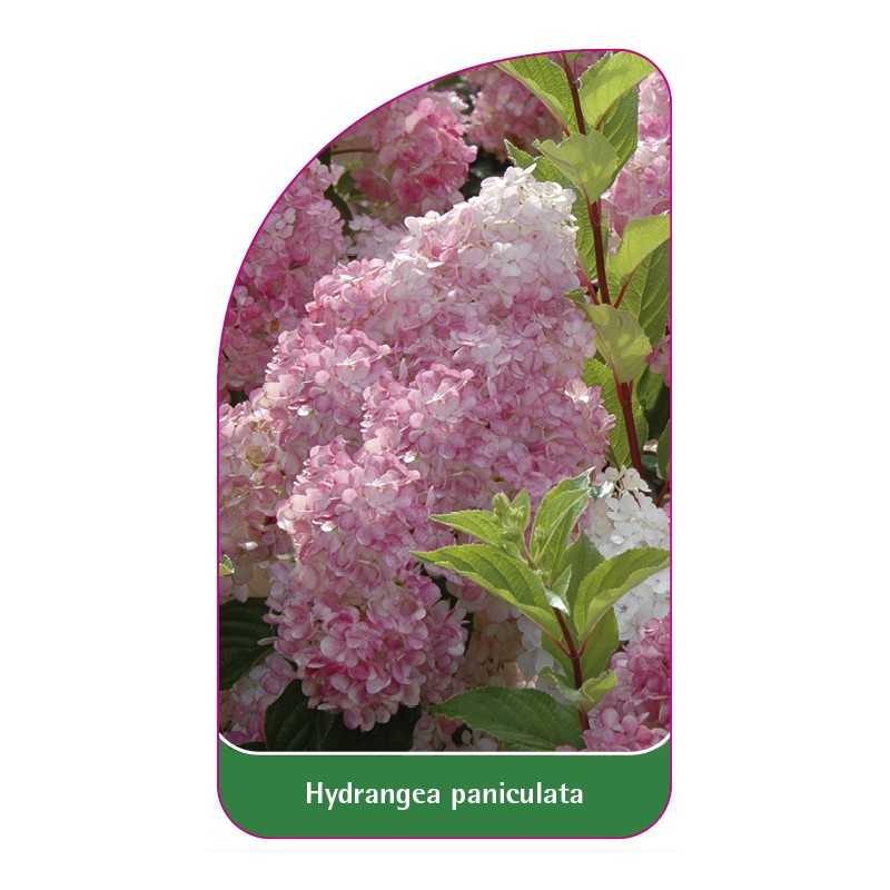 hydrangea-paniculata-c1