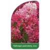 hydrangea-paniculata-rosa1