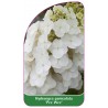 hydrangea-paniculata-pee-wee-1