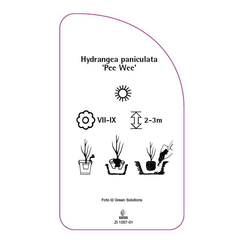 hydrangea-paniculata-pee-wee-0