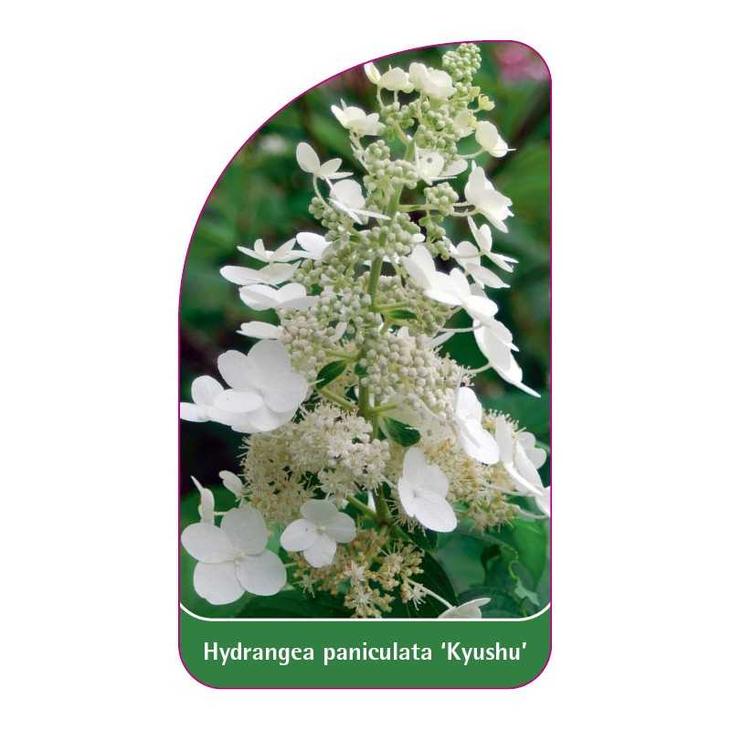 hydrangea-paniculata-kyushu-1