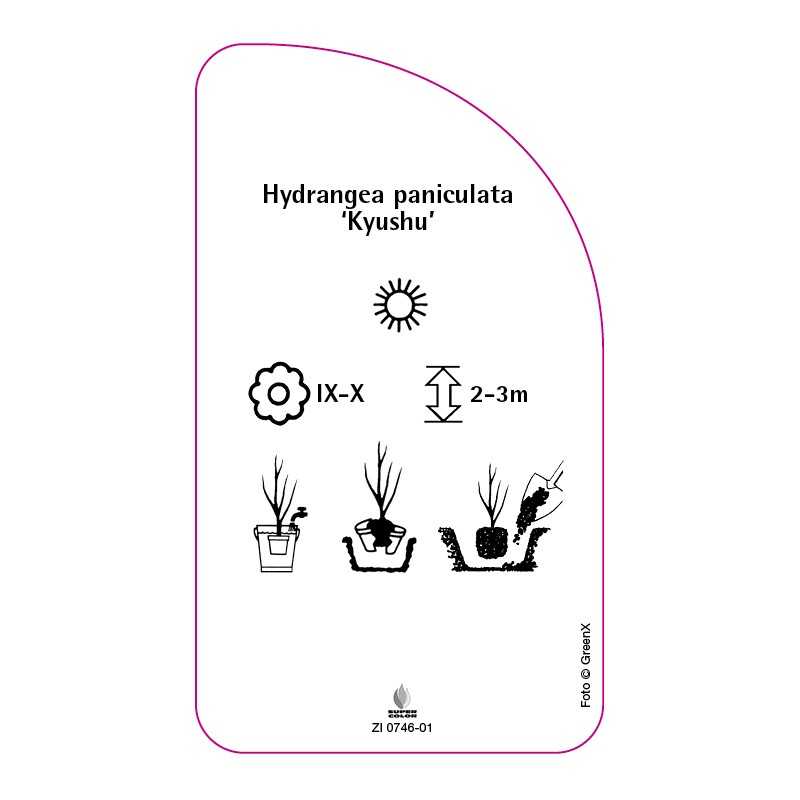 hydrangea-paniculata-kyushu-0