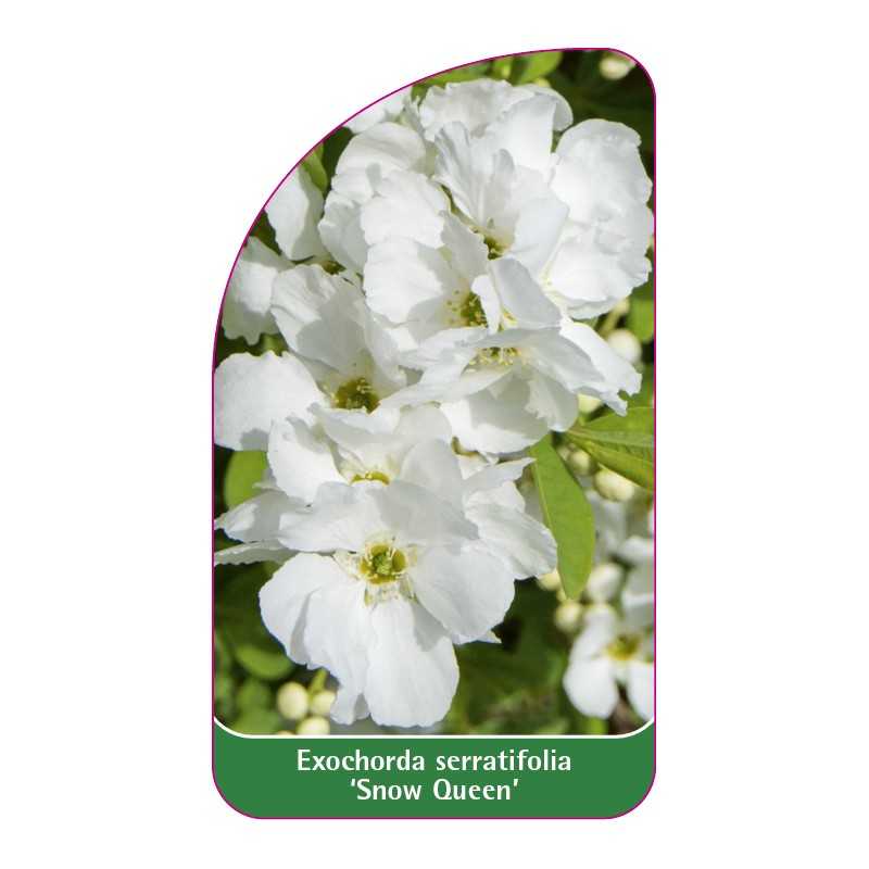 exochorda-serratifolia-snow-queen-1