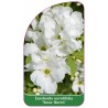 exochorda-serratifolia-snow-queen-1
