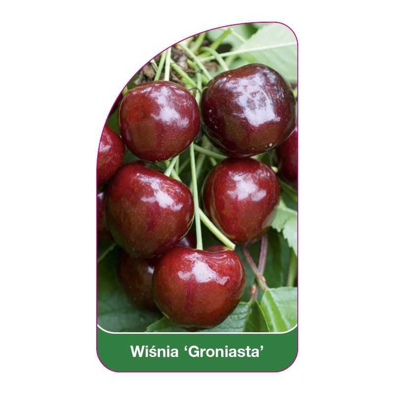 wisnia-groniasta-1