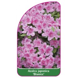 Azalea japonica 'Blanice'