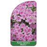 azalea-japonica-blanice-1