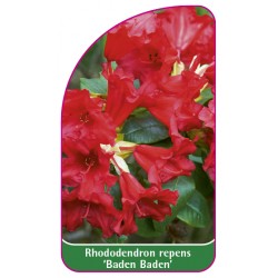 Rhododendron repens 'Baden Baden' (mini)