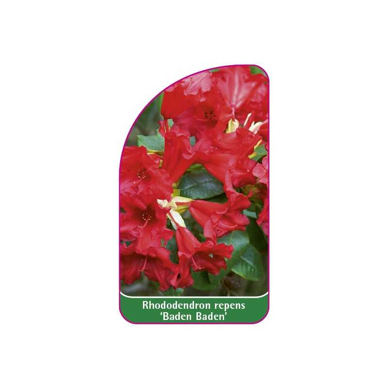 rhododendron-repens-baden-baden-mini1