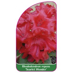 Rhododendron repens 'Scarlet Wonder' (mini)