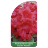rhododendron-repens-scarlet-wonder-mini1