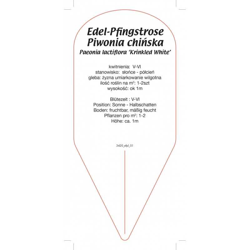 paeonia-lactifolia-krinkled-white-0