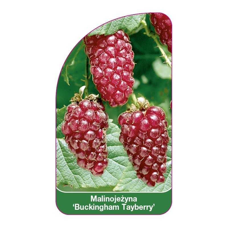 malinojezyna-buckingham-tayberry-1