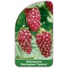 malinojezyna-buckingham-tayberry-1