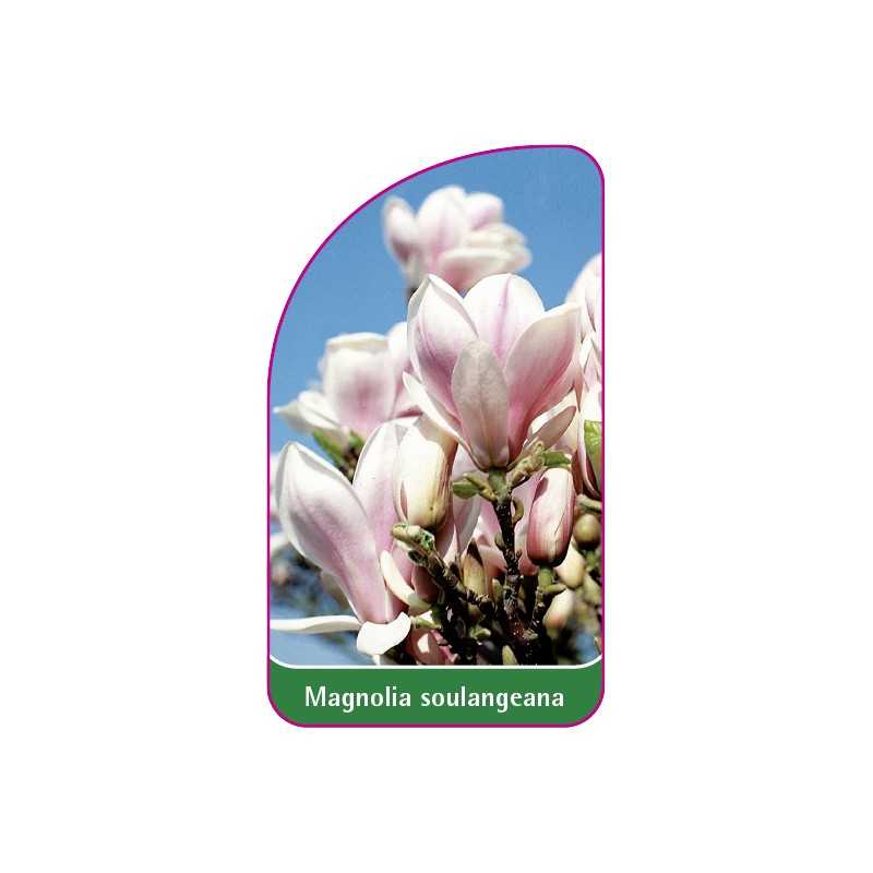 magnolia-soulangeana-mini1
