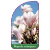 magnolia-soulangeana-mini1