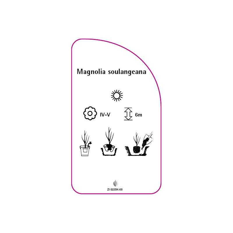 magnolia-soulangeana-mini0