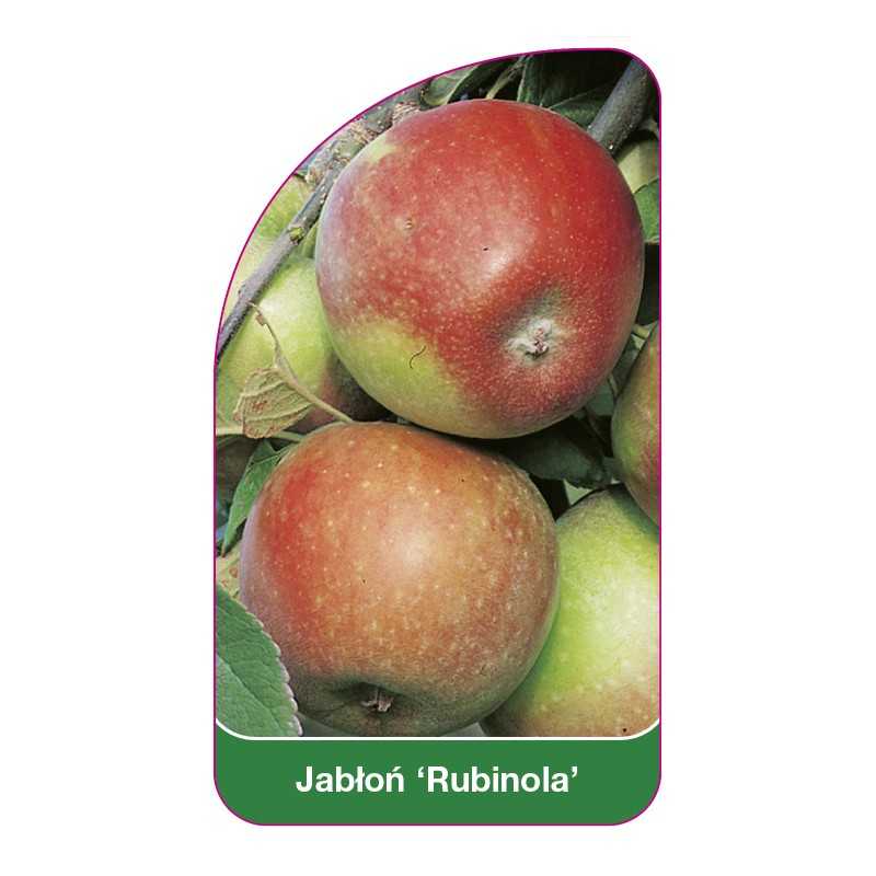 jablon-rubinola-1
