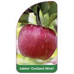 Jabłoń 'Cortland Wicki'