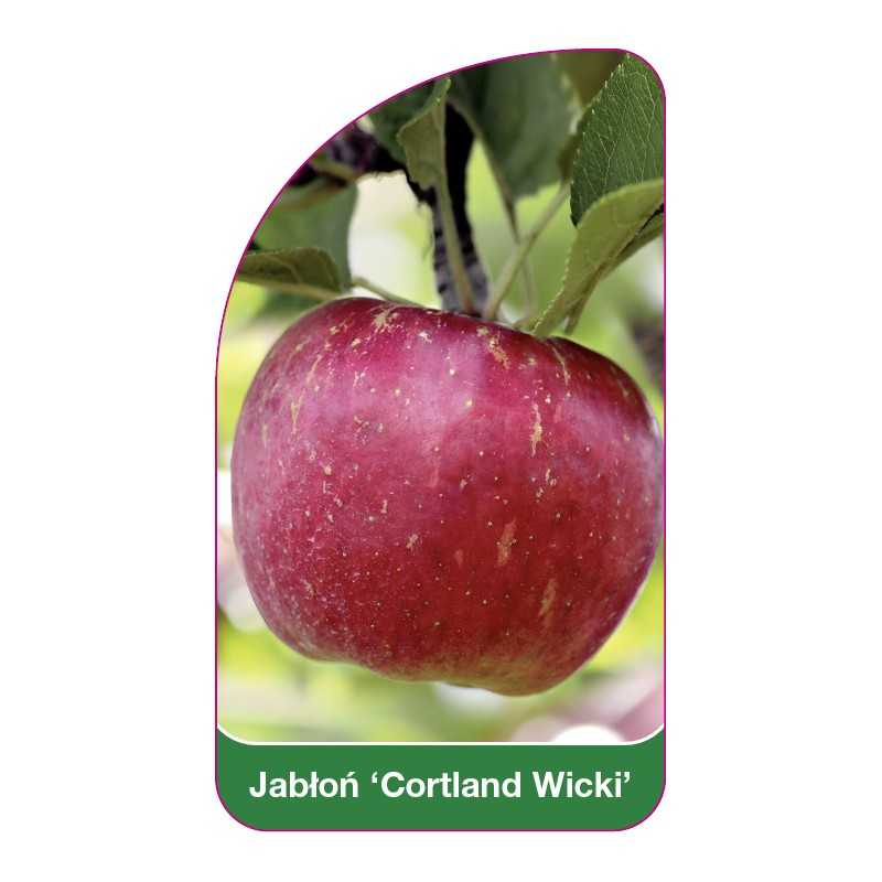jablon-cortland-wicki-1