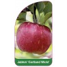 jablon-cortland-wicki-1