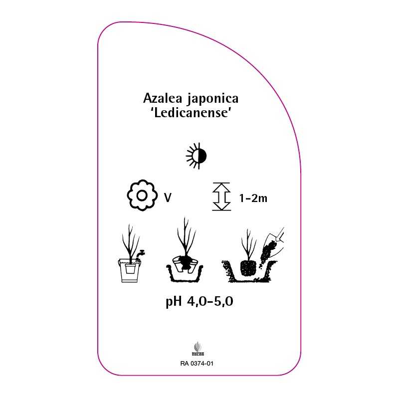 azalea-japonica-ledicanense-standard0