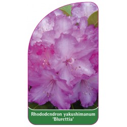 Rhododendron yakushimanum 'Blurettia' - A