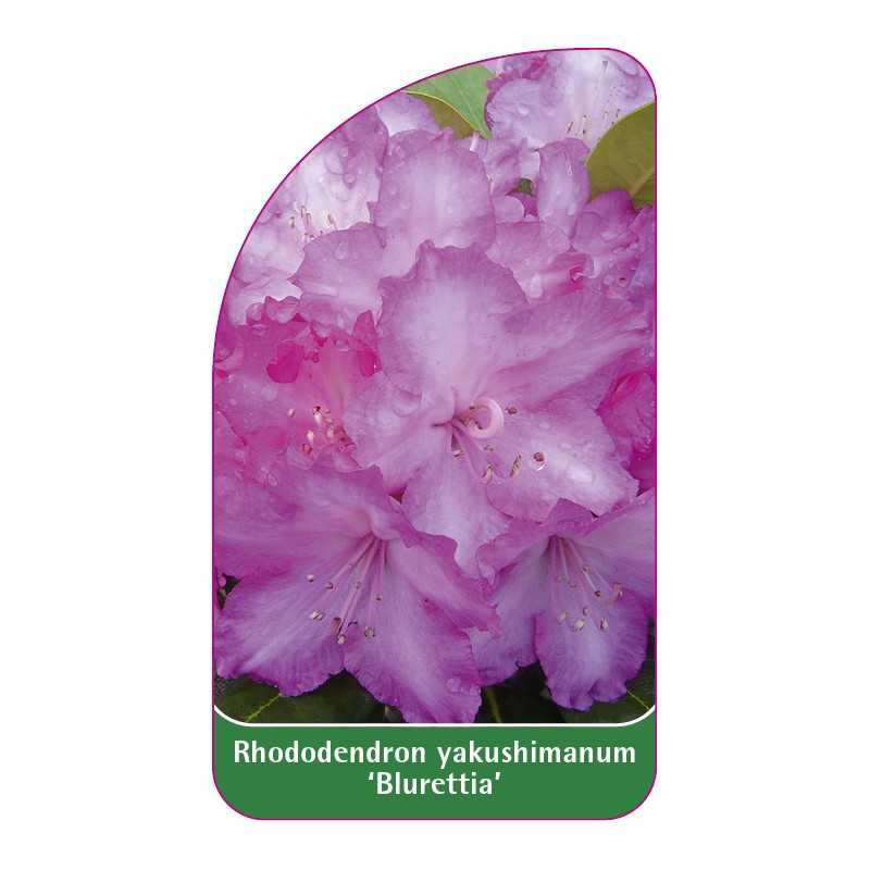 rhododendron-yakushimanum-blurettia-1