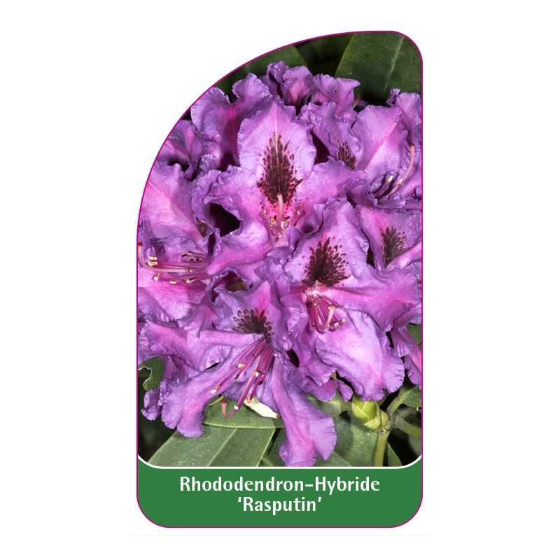 rhododendron-rasputin-1
