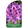 rhododendron-rasputin-1