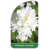 philadelphus-snowbelle-1