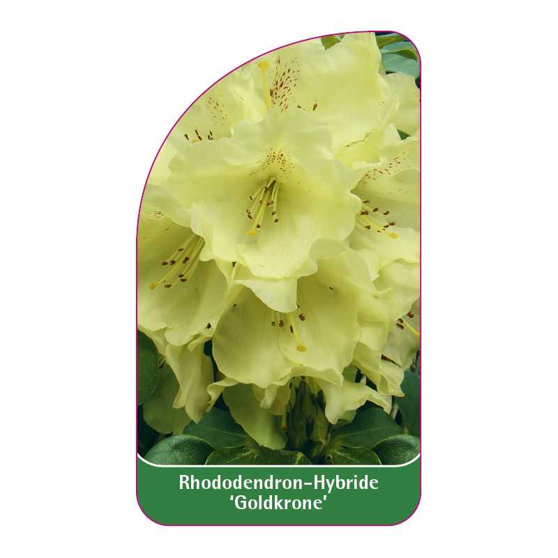 rhododendron-goldkrone-1