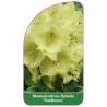 rhododendron-goldkrone-1