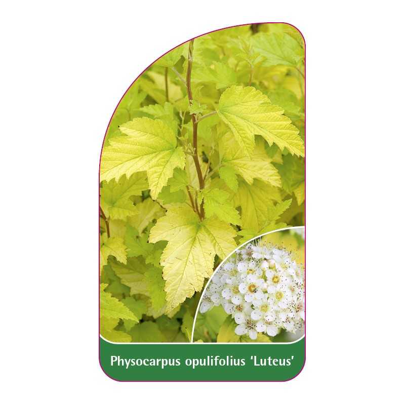 physocarpus-opulifolius-luteus-1