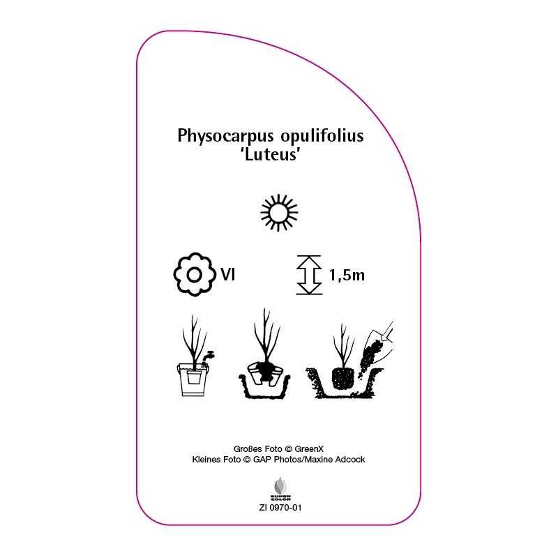 physocarpus-opulifolius-luteus-0